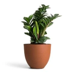 Zamioculcas Zamiifolia Zenzi - Zenzi ZZ Plant