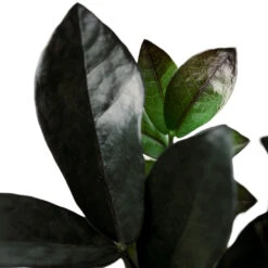 Zamioculcas Zamiifolia - Raven ZZ Plant -Plant potted plants Zamioculcaszamiifolia RavenZZPlant 1