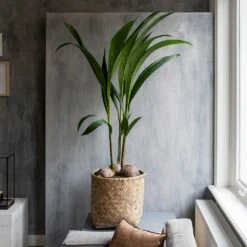 Zayn Bamboo Planter -Plant potted plants Zayn Bamboo Planter Houseplant