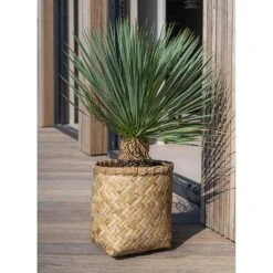 Zayn Bamboo Planter -Plant potted plants Zayn Bamboo Planter Outdoor