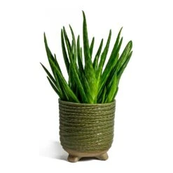 Aloe Vera Clumb -Plant potted plants aloe vera clumb bekka Plant Pot mint