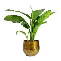 Aglaonema B.J. Freedman - Chinese Evergreen -Plant potted plants ayka old camel Aglaonema B.J. Freedman Chinese Evergreen 562c9b3a 866d 45b0 988b c0144e179074