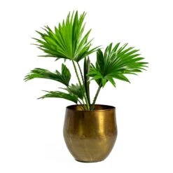 Livistona Rotundifolia - Footstool Palm -Plant potted plants ayka old camel Livistona rotundifolia Footstool Palm