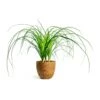Beaucarnea - Pony Tail Palm - Head -Plant potted plants beaucarnea pony tail palm head karlijn camel plant pot d95d9c55 7800 4e17 9bff 2f29531c82b5
