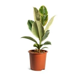 Ficus Elastica Tineke - Variegated Rubber Plant -Plant potted plants ficus elastica tineke plant 17cm
