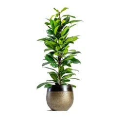 Mya Plant Pot - Deep Champagne -Plant potted plants mya deep champagne plant pot Ficus cyathistipula African Fig