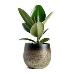 Mya Plant Pot - Deep Champagne -Plant potted plants mya deep champagne plant pot Ficus elastica Robusta Rubber Plant