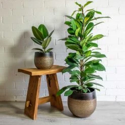 Mya Plant Pot - Deep Champagne -Plant potted plants mya deep champagne plant pot Ficus elastica Robusta african fig