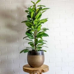 Ficus Cyathistipula - African Fig 14 Ficus Cyathistipula - African Fig -Plant potted plants mya deep champagne plant pot african fig 3b5e3a17 2647 4a51 aca7 79e039a68d42