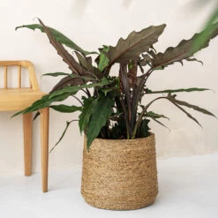 Patt Plant Pot - Straw Grass -Plant potted plants pottery pots Patt straw 2