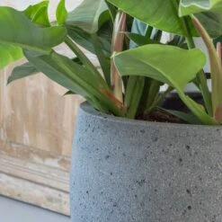 Mini Orb Cement & Stone Plant Pot - Granite Grey 10 Mini Orb Cement & Stone Plant Pot - Granite Grey -Plant potted plants pottery pots stone orb 2
