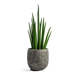 Sansevieria Bacularis Mikado - Snake Plant -Plant potted plants sansevieria bacularis mikado amber earth plant pot 9fc449de c2ad 4deb 9d7b 4755551167a0